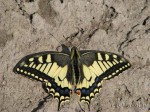 European fennel swallowtail