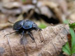 Dung-beetle (Coprinae)