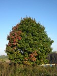Клен платановидный (Acer platanoides)