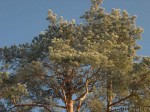 Сосна обыкновенная (Pinus sylvestris)  