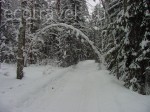 Зимний лес в ПТЗ