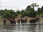 Семейство слонов на водопое