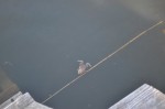 Лягушка в Баклановском озере