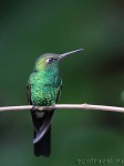 Изумрудный колибри
