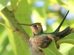 Изумрудный колибри в гнезде