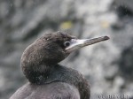 grown-up nestling of Pelagic Cormorant