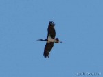  Black Stork