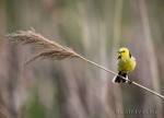 Lesser Citrine Wagtail