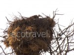 Гнезда черногрудых воробьев под гнездом курганника