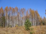 Meschera landscapes in fall season