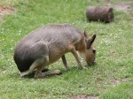 Мара, Патагонский заяц