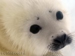 Seal cub