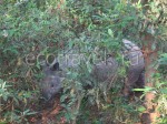 Дикий носорог в парке Читван