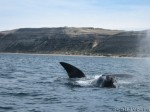 Австралийский подвид Южного кита