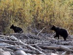 Медведи в Охотском крае