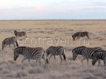Зебры в саванне