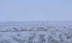 Стадо сайгаков в зимней степи