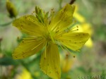 Цветок зверобоя продырявленного (Hypericum perforatum)