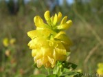 Клевер золотистый (Trifolium aureum)