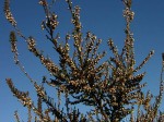 Вереск обыкновенный (Calluna vulgaris)